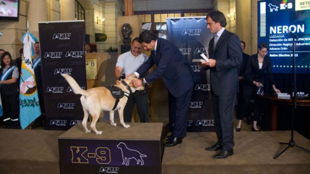 Afip jubila animales