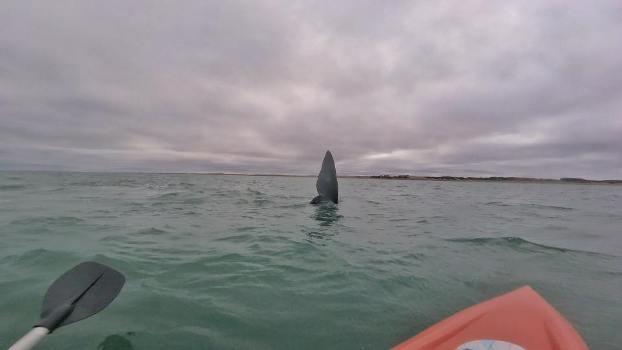 Ballenas en Arenas Verdes (1)