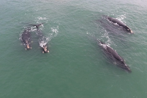 Ballenas en Arenas Verdes - drone