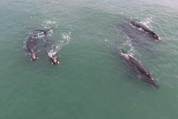 Ballenas en Arenas Verdes - drone