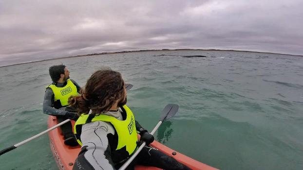 Ballenas en Arenas Verdes