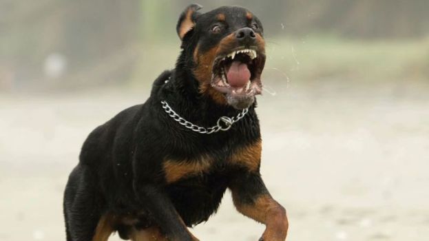 Perro rottweiller