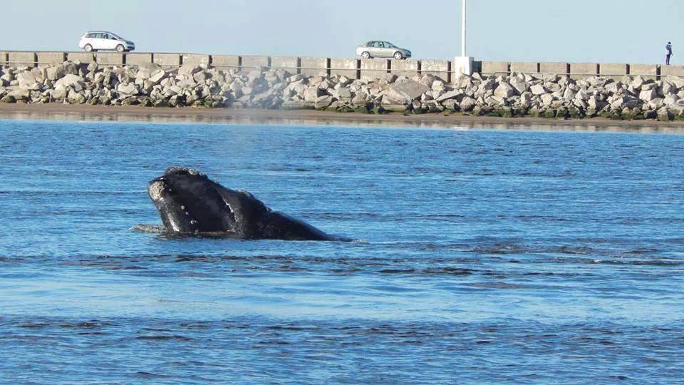 ballenas en quequen1