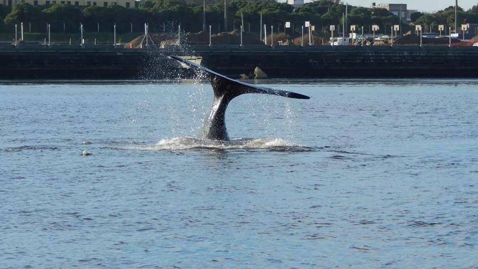 ballenas en quequen2