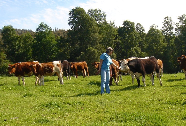 bienestar animal bovinos vacas