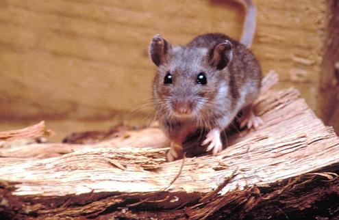 hantavirus ratones 2