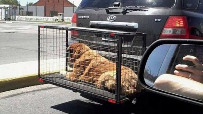 jaula para transportar perros en el auto