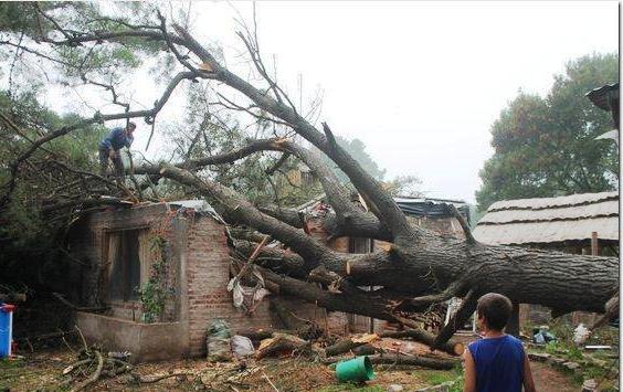 necochea caida arbol