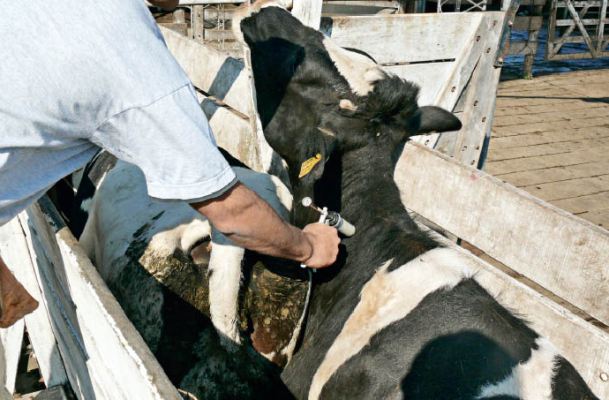 vacunando vacas vacunacion bovina