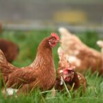 INTA INVITA A UNA JORNADA SOBRE AVICULTURA PASTORIL